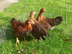 Trio welsumer kriel of ruilen, Meerdere dieren, Kip