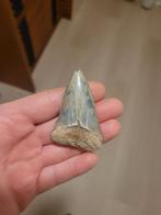 Grote hastalis haaientand Antwerpen, Verzamelen, Mineralen en Fossielen, Ophalen of Verzenden, Fossiel