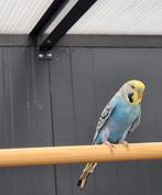 Rave zoekt een huisje! (Grasparkiet), Mannelijk, Parkiet