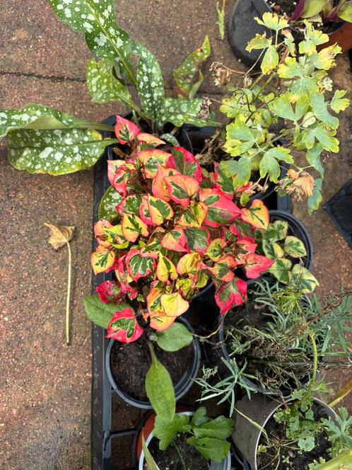 TUIN VOORDELIG INRICHTEN 10 vaste planten voor 12,50, Tuin en Terras, Planten | Tuinplanten, Overige soorten, Volle zon, Zomer