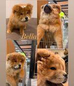 Chow Chow pup Bella – 4 maanden – lief & speels, 15 weken tot 1 jaar, Overige rassen, Teef, Eén hond