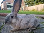 Fantastische jonge Duitse Reus ram blue sable reuzen GROOT, Dieren en Toebehoren, Konijnen, Mannelijk, Groot, 0 tot 2 jaar