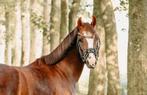 Fijne welsh merrie met veulen, Dieren en Toebehoren, Pony's, Merrie, B, Gechipt, Dressuurpony