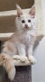 Maine coon kittens, Dieren en Toebehoren, Katten en Kittens | Raskatten | Langhaar, Meerdere dieren, Gechipt, 0 tot 2 jaar
