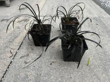 Slangenbaard P9 ophiopogon planiscapus niger beschikbaar voor biedingen
