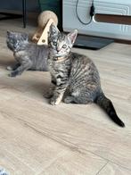 Britse korthaar kittens, Dieren en Toebehoren, Katten en Kittens | Raskatten | Korthaar