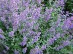 Nepeta faassenii kattenkruid vasteplant, Ophalen of Verzenden, Zomer, Overige soorten, Halfschaduw