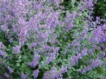 Nepeta faassenii kattenkruid vasteplant beschikbaar voor biedingen