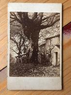 Dikke boom cdv carte de visite antieke oude foto, Verzamelen, Foto's en Prenten, Gebruikt, Ophalen of Verzenden, Foto, Voor 1940