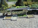 groente plantjes, Tuin en Terras, Planten | Tuinplanten, Ophalen, Volle zon, Groenteplanten, Eenjarig