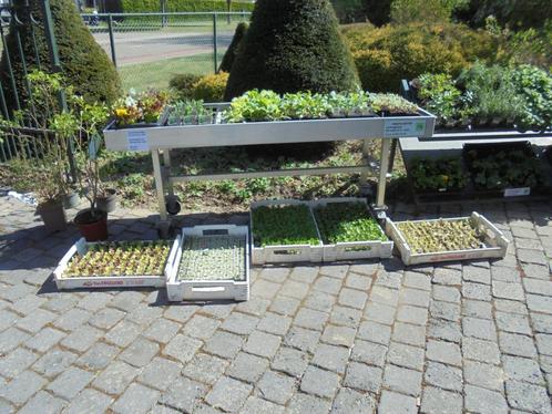 groente plantjes, Tuin en Terras, Planten | Tuinplanten, Eenjarig, Groenteplanten, Volle zon, Zomer, Ophalen