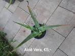 Aloë Vera plant, Huis en Inrichting, Ophalen, Vetplant, Halfschaduw, In pot