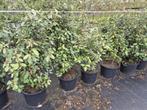 Olijfwilg planten potgekweekt 100-120 cm, Ophalen of Verzenden, Overige soorten, Haag, 100 tot 250 cm