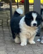 Puppy’s  duitse herder /Australian shepgerd x samojeed, Dieren en Toebehoren, Honden | Herdershonden en Veedrijvers, 8 tot 15 weken