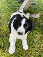 Stabij x kooiker, nog een reutje vrij (8-5-25, 6 week oud), Overige rassen, 8 tot 15 weken, Meerdere, Meerdere dieren