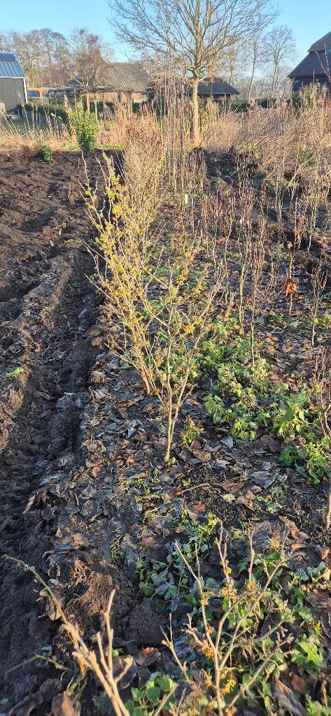 Toverhazelaar, Tuin en Terras, Planten | Struiken en Hagen, Struik, Overige soorten, Minder dan 100 cm, Ophalen