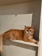 Prachtige British shorthair Golden!!!, Dieren en Toebehoren, Katten en Kittens | Raskatten | Korthaar, Kater, Gechipt, 0 tot 2 jaar