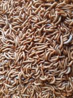 Verse meelwormen, Ophalen