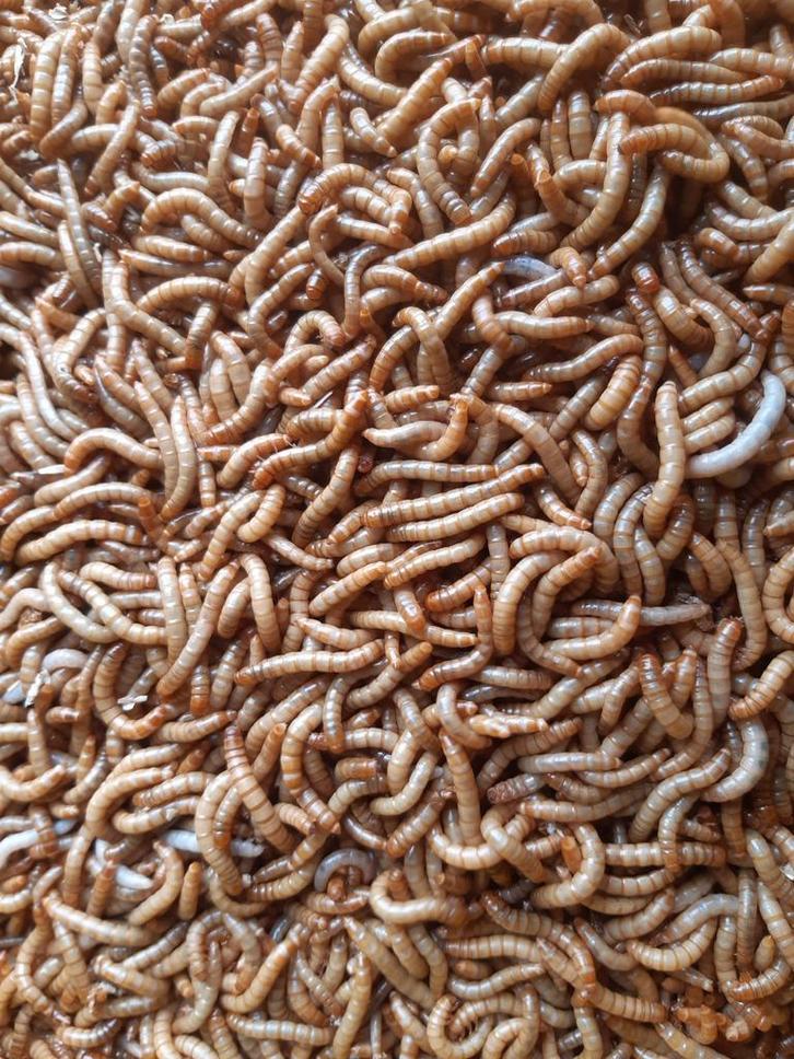 Verse meelwormen, Dieren en Toebehoren, Dierenvoeding, Ophalen