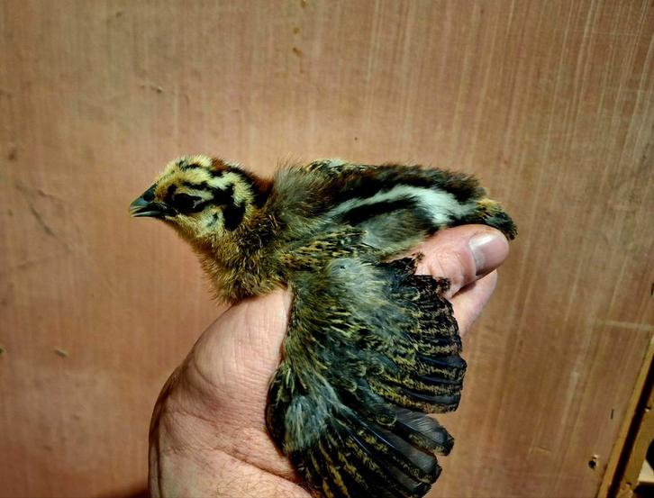 Kuikens Ga h mong bont, Dieren en Toebehoren, Pluimvee, Kip