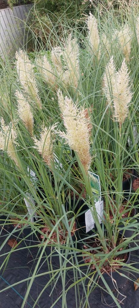 Pampasgras, Tuin en Terras, Planten | Tuinplanten, Overige soorten, Volle zon, Ophalen of Verzenden