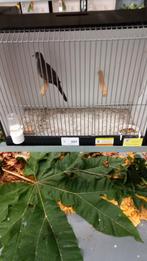 Zebraduif - doffer, Dieren en Toebehoren, Mannelijk, Tropenvogel, Geringd