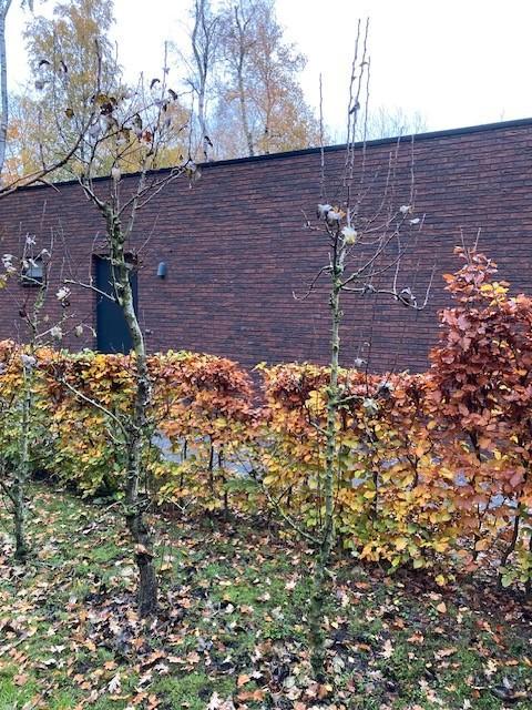 perenbomen conference volgroeide laagstam, Tuin en Terras, Planten | Fruitbomen, Perenboom, 100 tot 250 cm, Lente, Ophalen
