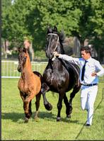 Opfok plek aangeboden, Dieren en Toebehoren