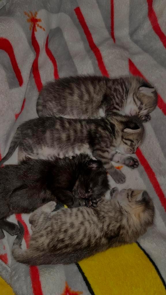 Lieve 3kittens, Dieren en Toebehoren, Katten en Kittens | Raskatten | Korthaar, Meerdere dieren, Ontwormd