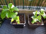 Pachysandra, Tuin en Terras, Ophalen, Zomer, Overige soorten, Volle zon