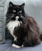 Vermist! Beloning!, Dieren en Toebehoren, Vermiste en Gevonden Dieren