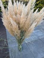 50 mooie pampaspluimen, Huis en Inrichting, Ophalen of Verzenden