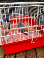 3 SPLENDIDS, in een koop!!!, Meerdere dieren, Parkiet, Geringd