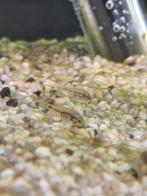 Dwergcichlide geel kuif, Dieren en Toebehoren, Vissen | Aquariumvissen, Vis