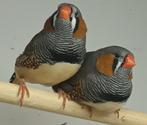 Zebravinken Man grijs, Dieren en Toebehoren, Vogels | Overige Vogels, Mannelijk, Tropenvogel, Geringd