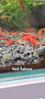 Red Sakura Neocaridina Garnalen, Kreeft, Krab of Garnaal, Zoetwatervis, Schoolvis