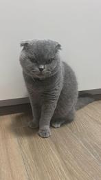 Britse korthaar, Dieren en Toebehoren, Katten en Kittens | Raskatten | Korthaar, Kater, Ontwormd, 0 tot 2 jaar