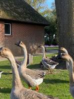 Tamme ganzen, Dieren en Toebehoren, Meerdere dieren, Roofvogel, Geringd