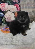 Mooie lieve speelse pomeranianpups, Keeshond, CDV (hondenziekte), 8 tot 15 weken, Teef