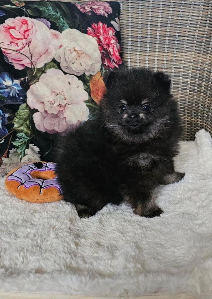 Mooie lieve speelse pomeranianpups, Dieren en Toebehoren, Honden | Poolhonden, Keeshonden en Oertypen, Teef, Keeshond, Fokker | Hobbymatig