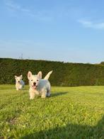 West Highland White Terrier pups, Dieren en Toebehoren, Honden | Jack Russells en Terriërs, België, Fokker | Hobbymatig, Overige rassen