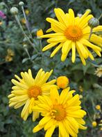 Chrysanthemum ‘Ruth Treff’, Vaste plant, Halfschaduw, Herfst, Ophalen