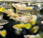 gup, guppy, guppen, guppy’s, vis, vissen, tropisch ., Dieren en Toebehoren, Vissen | Aquariumvissen, Vis
