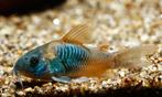 Corydoras venezuela orange, Dieren en Toebehoren, Vissen | Aquariumvissen, Zoetwatervis, Schoolvis, Vis