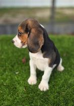 Te koop mooie beagle pups, Dieren en Toebehoren, Honden | Beagles, Bassets en Lopende honden, Beagle, Nederland, CDV (hondenziekte)