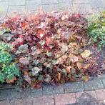 Heuchera Vaste Plant, Bodembedekkers, Vaste plant, Ophalen of Verzenden, Halfschaduw