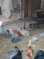 Ouwe leg kippen te koop, Vrouwelijk, Kip