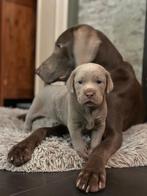 Te koop pup labmaraner. Kruising zilverlabrador x weimaraner, Dieren en Toebehoren, Reu, 8 tot 15 weken, Groot, Eén hond