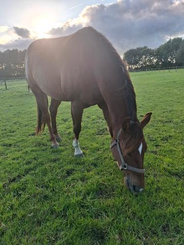 Paarden pension paddock paradise paddockparadise beschikbaar voor biedingen