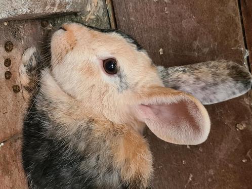 Voedster zoekt goed thuis, Dieren en Toebehoren, Konijnen, Vrouwelijk